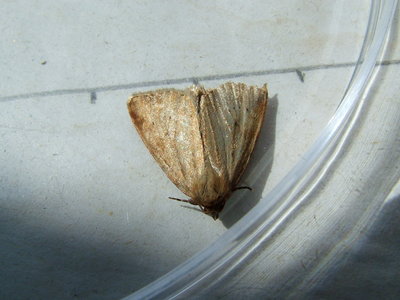 Small Dotted Buff